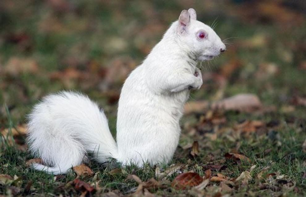 Quando la natura dimentica i colori: meravigliosi animali albini