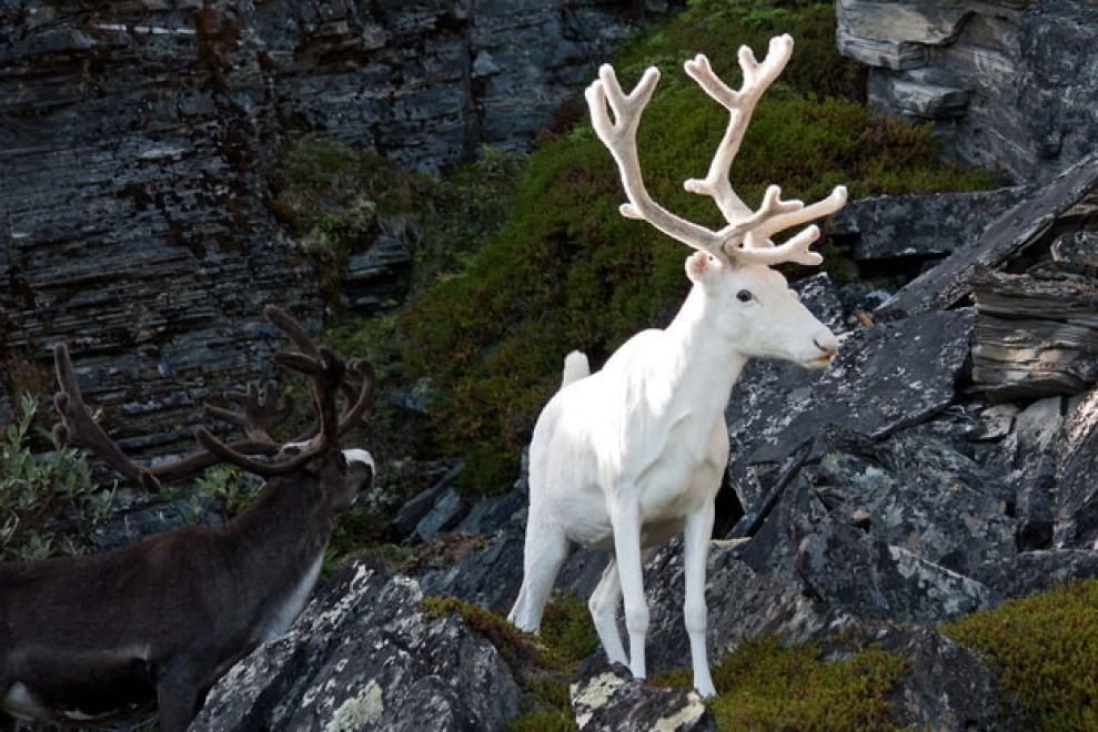 Quando la natura dimentica i colori: meravigliosi animali albini