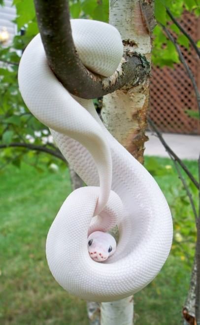 Quando la natura dimentica i colori: meravigliosi animali albini