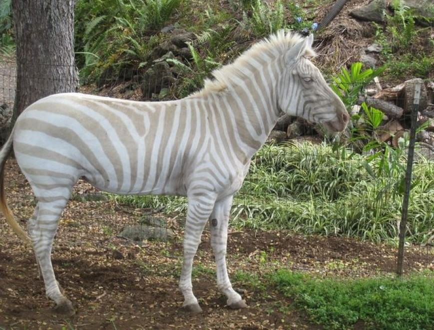 Quando la natura dimentica i colori: meravigliosi animali albini