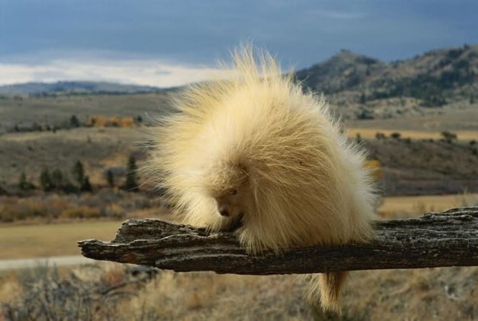 Quando la natura dimentica i colori: meravigliosi animali albini