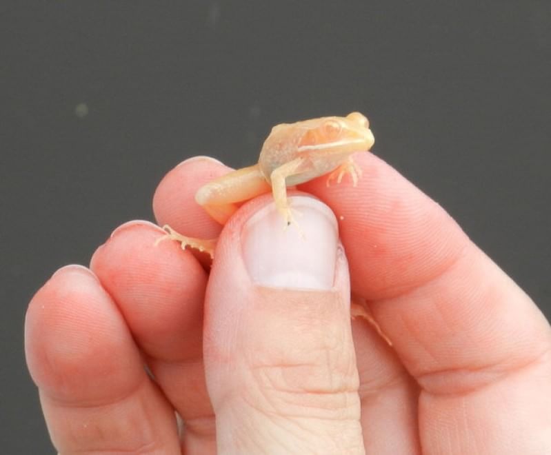 Quando la natura dimentica i colori: meravigliosi animali albini