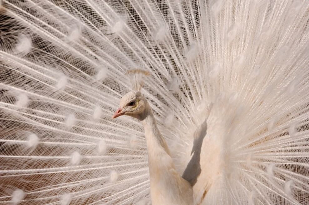 Quando la natura dimentica i colori: meravigliosi animali albini