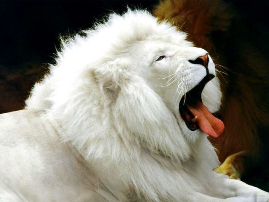 Quando la natura dimentica i colori: meravigliosi animali albini