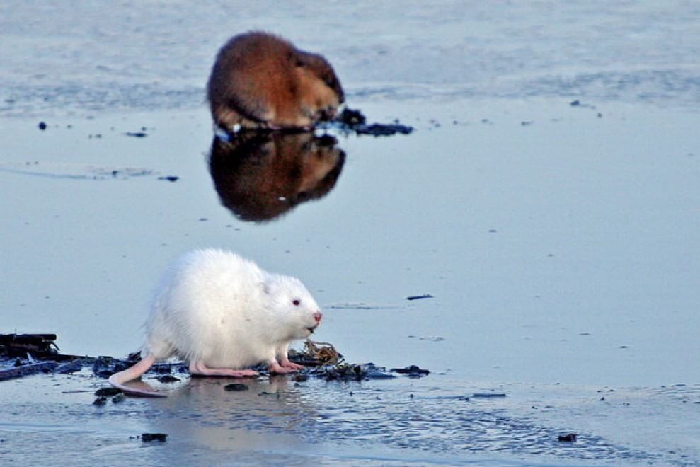 Quando la natura dimentica i colori: meravigliosi animali albini