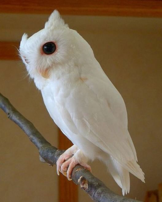 Quando la natura dimentica i colori: meravigliosi animali albini