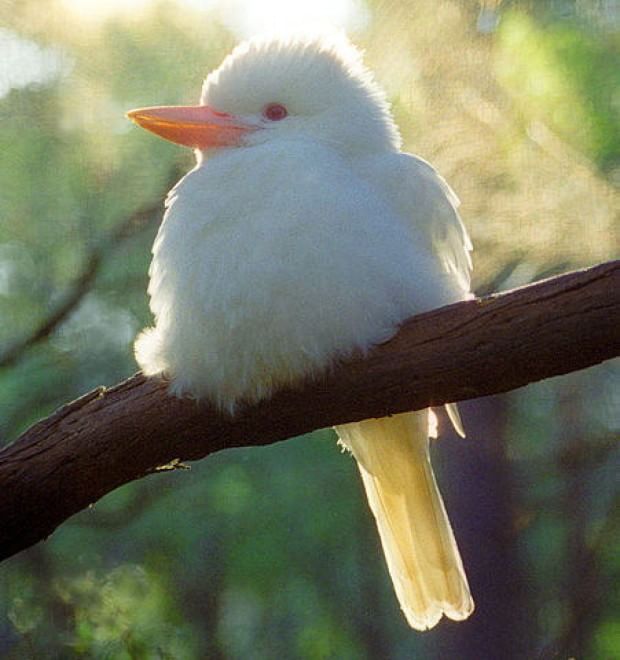 Quando la natura dimentica i colori: meravigliosi animali albini