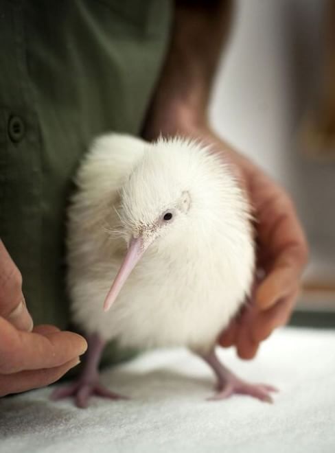 Quando la natura dimentica i colori: meravigliosi animali albini