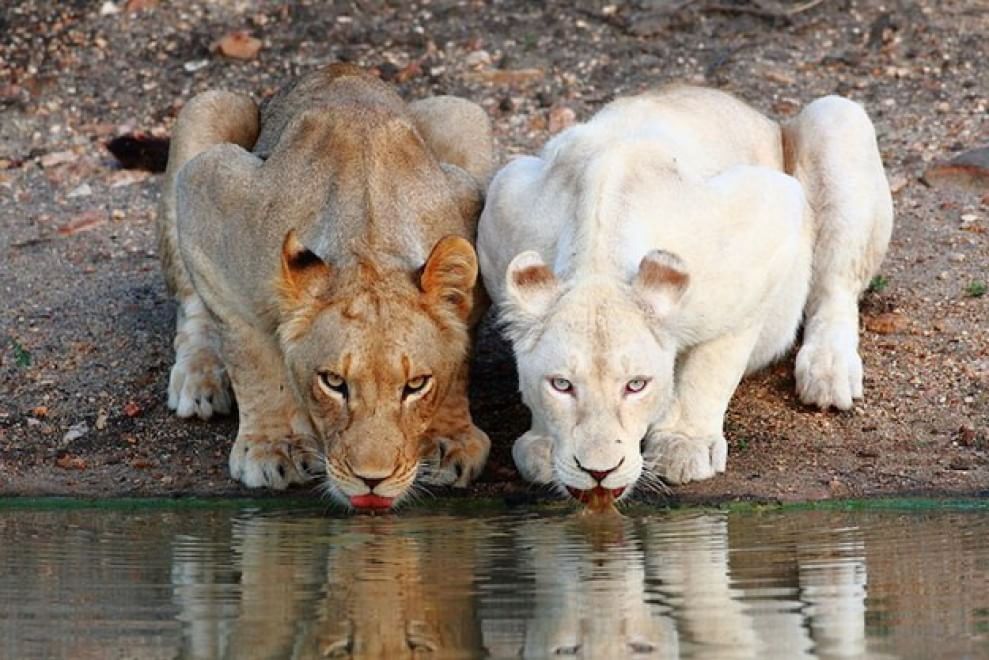 Quando la natura dimentica i colori: meravigliosi animali albini