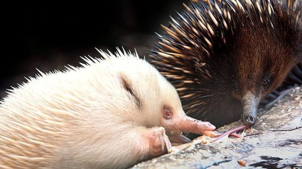 Quando la natura dimentica i colori: meravigliosi animali albini