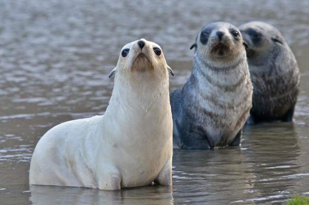 Quando la natura dimentica i colori: meravigliosi animali albini