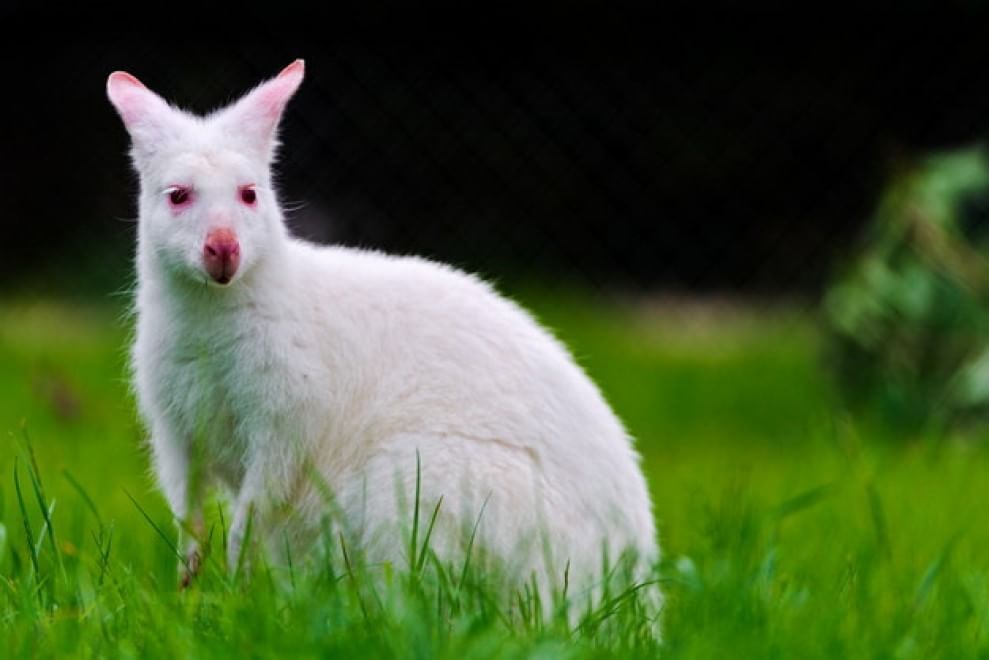 Quando la natura dimentica i colori: meravigliosi animali albini