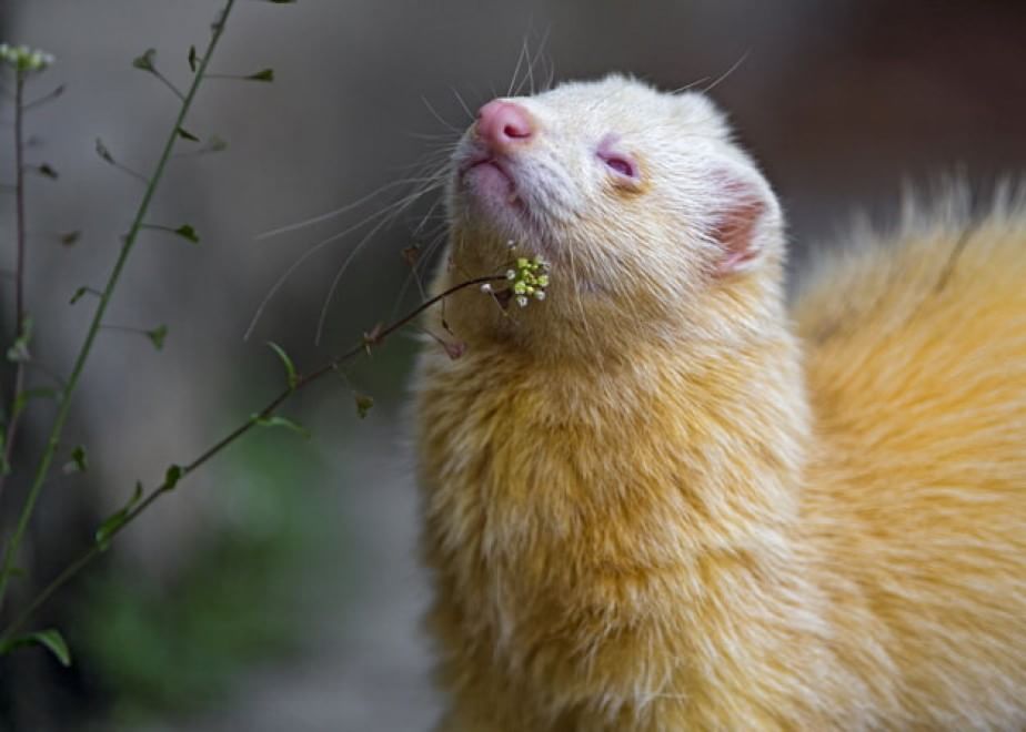 Quando la natura dimentica i colori: meravigliosi animali albini