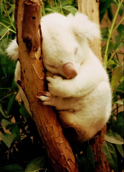 Quando la natura dimentica i colori: meravigliosi animali albini