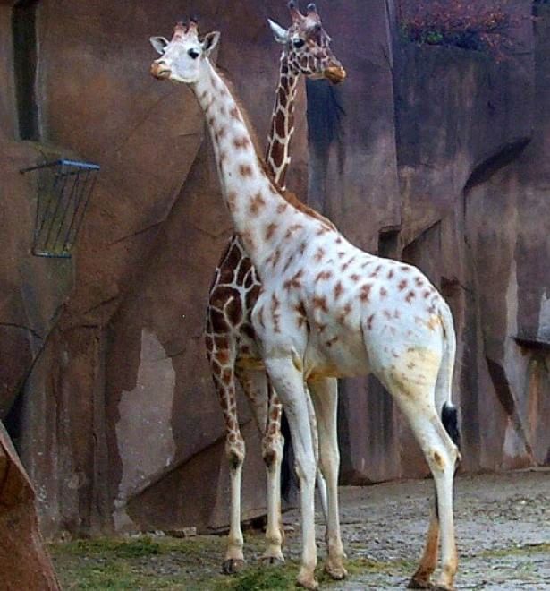 Quando la natura dimentica i colori: meravigliosi animali albini