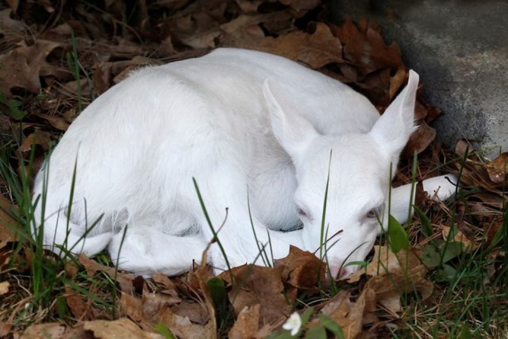 Quando la natura dimentica i colori: meravigliosi animali albini