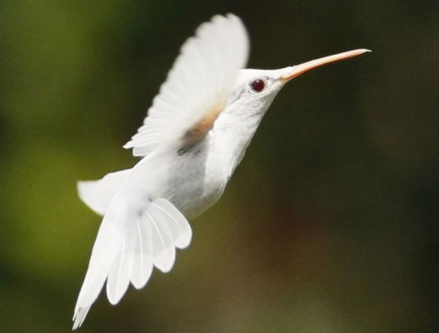 Quando la natura dimentica i colori: meravigliosi animali albini