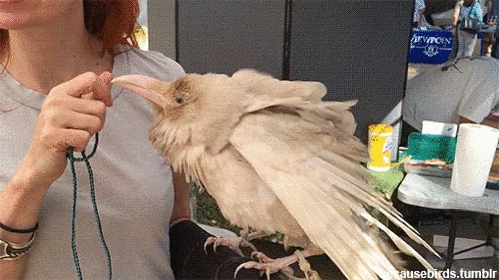 Quando la natura dimentica i colori: meravigliosi animali albini