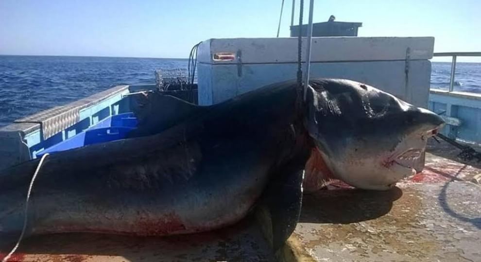 Australia, catturato squalo tigre di sei metri