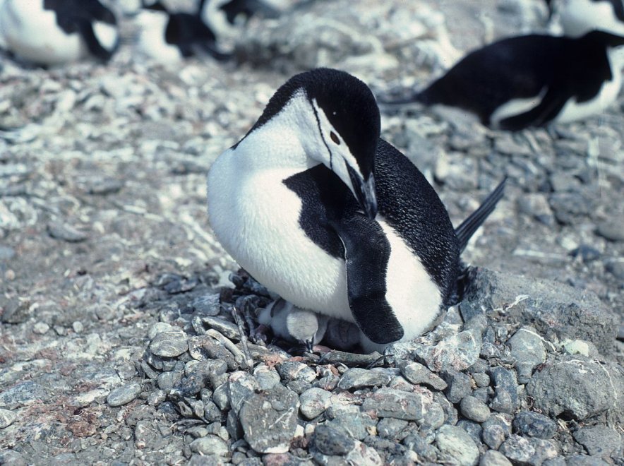 Imperatore, fronte dorata, saltarocce: le tante facce dei pinguini 
