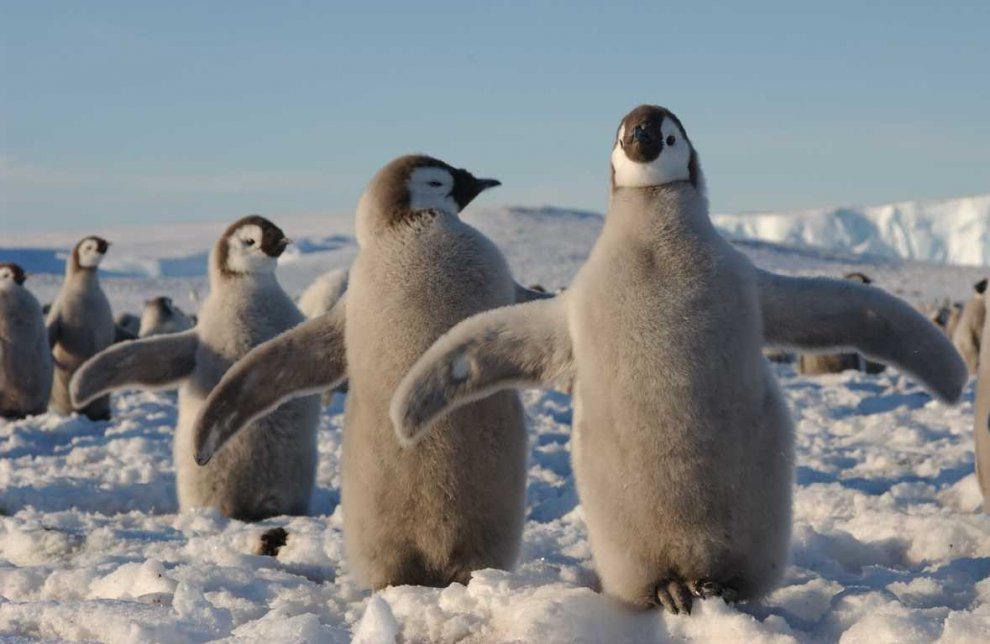 Imperatore, fronte dorata, saltarocce: le tante facce dei pinguini 