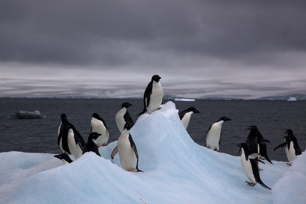 Imperatore, fronte dorata, saltarocce: le tante facce dei pinguini 