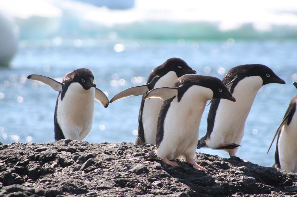 Imperatore, fronte dorata, saltarocce: le tante facce dei pinguini 