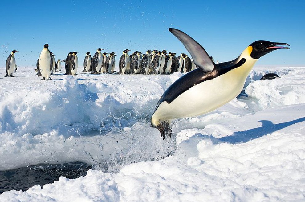 Imperatore, fronte dorata, saltarocce: le tante facce dei pinguini 