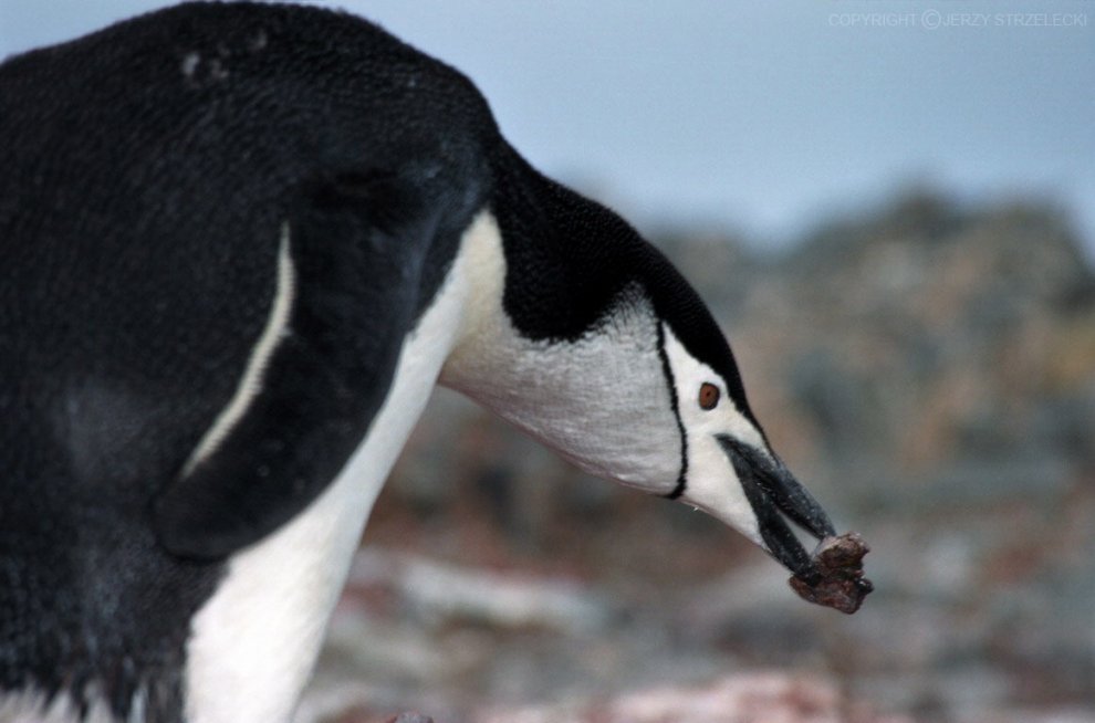 Imperatore, fronte dorata, saltarocce: le tante facce dei pinguini 