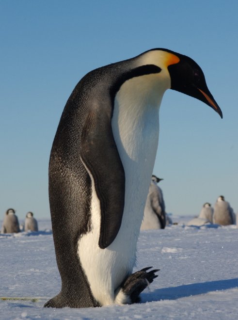 Imperatore, fronte dorata, saltarocce: le tante facce dei pinguini 