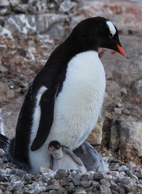 Imperatore, fronte dorata, saltarocce: le tante facce dei pinguini 