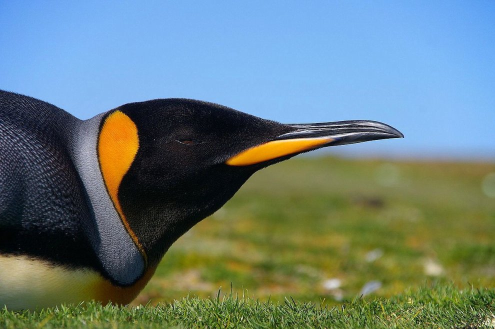 Imperatore, fronte dorata, saltarocce: le tante facce dei pinguini 