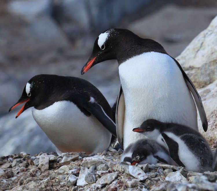 Imperatore, fronte dorata, saltarocce: le tante facce dei pinguini 