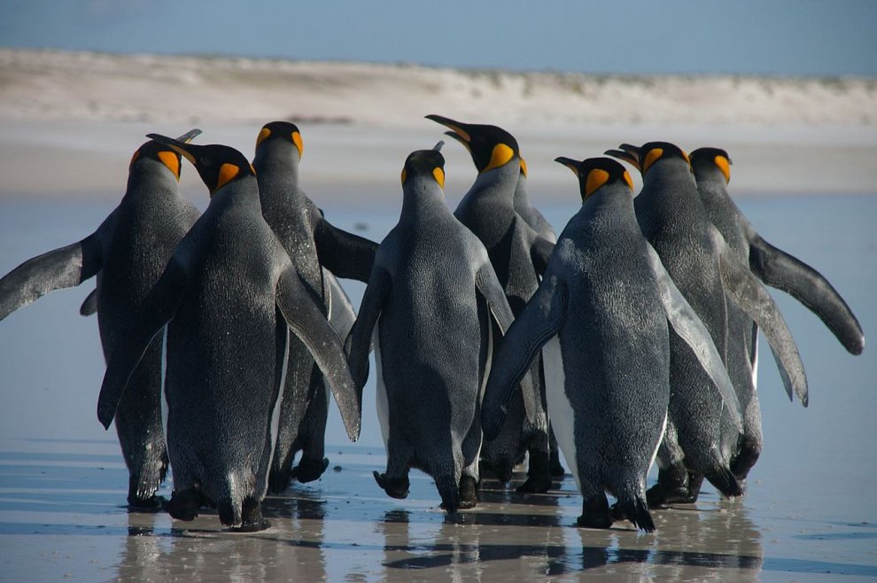 Imperatore, fronte dorata, saltarocce: le tante facce dei pinguini 
