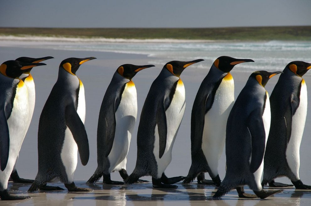 Imperatore, fronte dorata, saltarocce: le tante facce dei pinguini 
