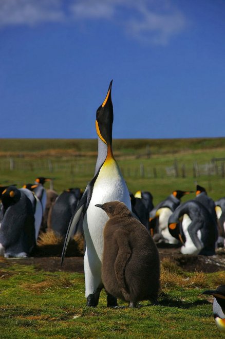 Imperatore, fronte dorata, saltarocce: le tante facce dei pinguini 