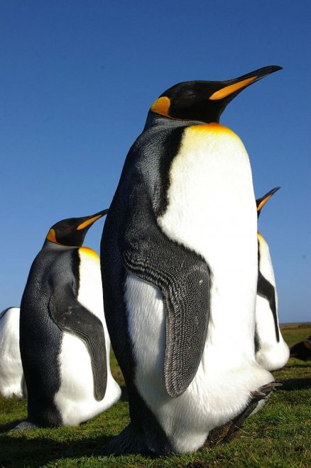 Imperatore, fronte dorata, saltarocce: le tante facce dei pinguini 