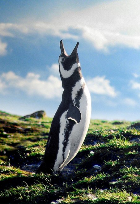 Imperatore, fronte dorata, saltarocce: le tante facce dei pinguini 
