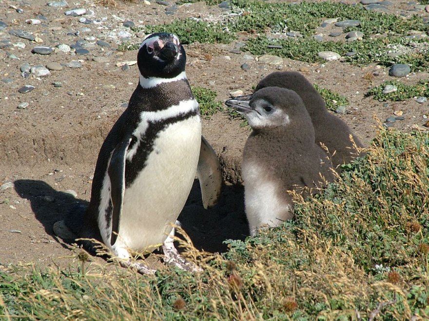 Imperatore, fronte dorata, saltarocce: le tante facce dei pinguini 