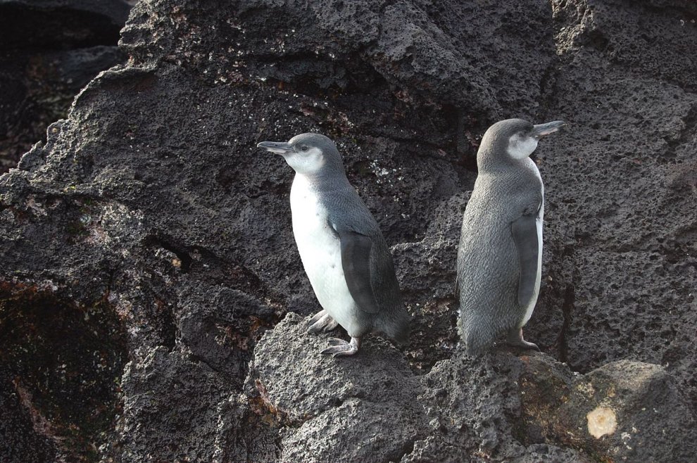 Imperatore, fronte dorata, saltarocce: le tante facce dei pinguini 