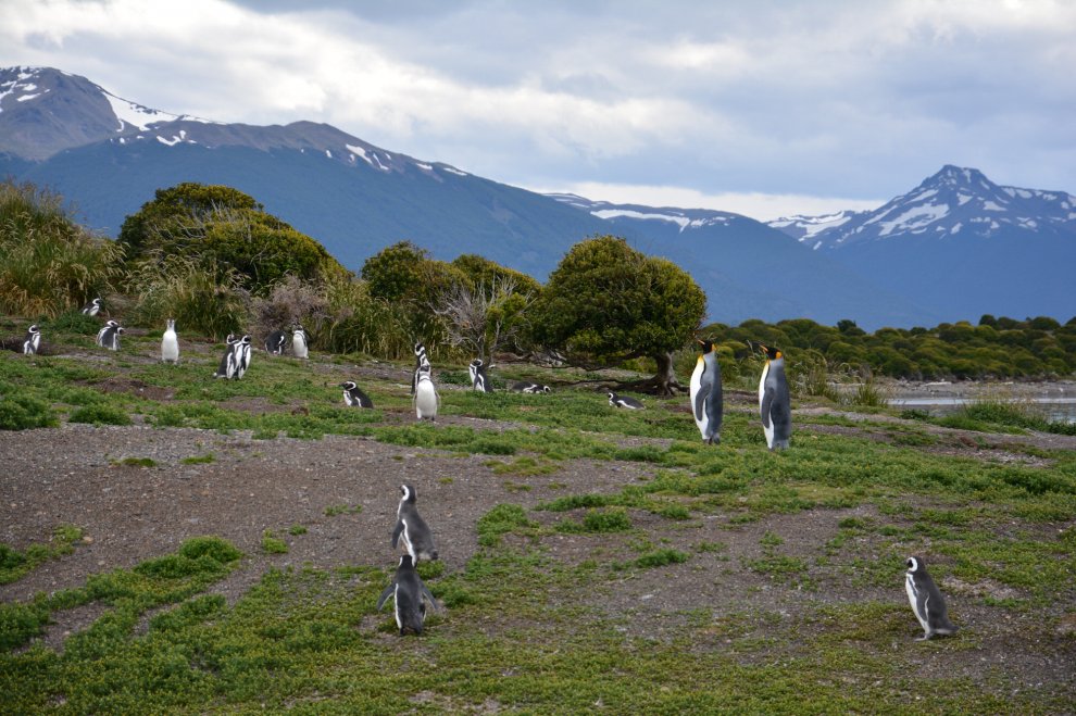 Imperatore, fronte dorata, saltarocce: le tante facce dei pinguini 