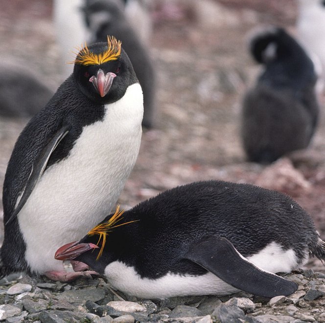 Imperatore, fronte dorata, saltarocce: le tante facce dei pinguini 