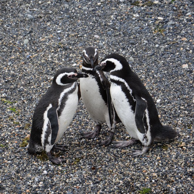 Imperatore, fronte dorata, saltarocce: le tante facce dei pinguini 