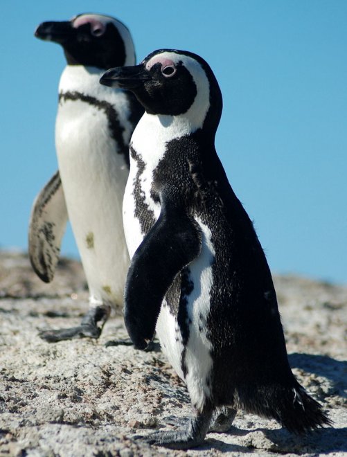 Imperatore, fronte dorata, saltarocce: le tante facce dei pinguini 