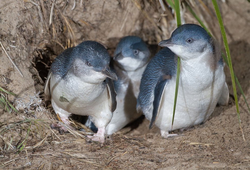 Imperatore, fronte dorata, saltarocce: le tante facce dei pinguini 