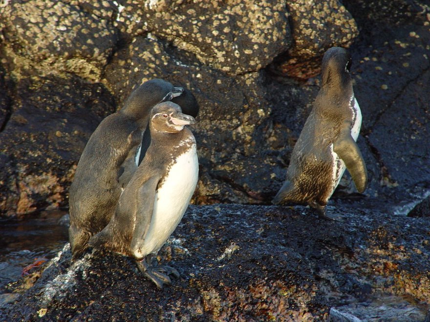 Imperatore, fronte dorata, saltarocce: le tante facce dei pinguini 