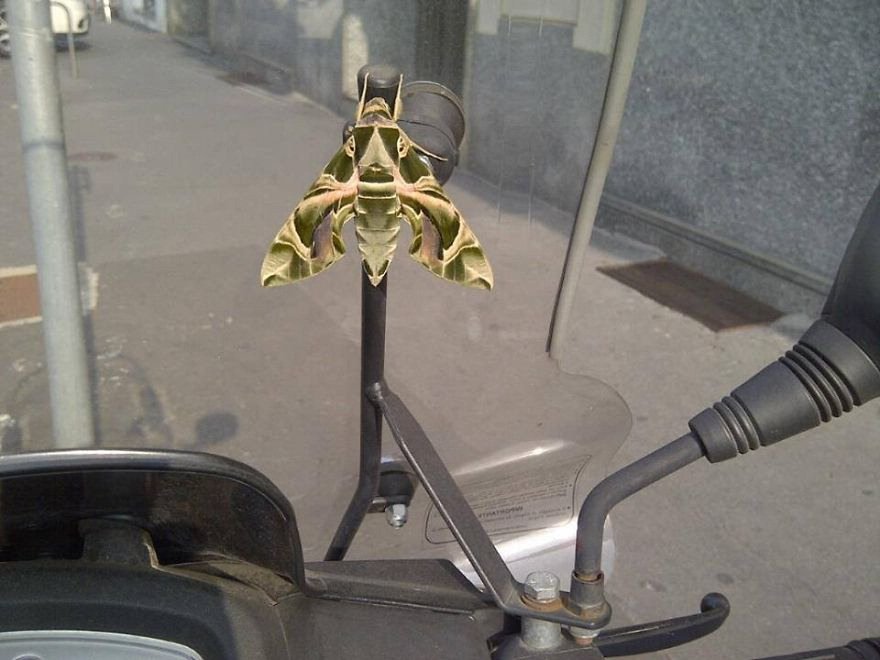 Illusioni e false prospettive: quando la foto inganna