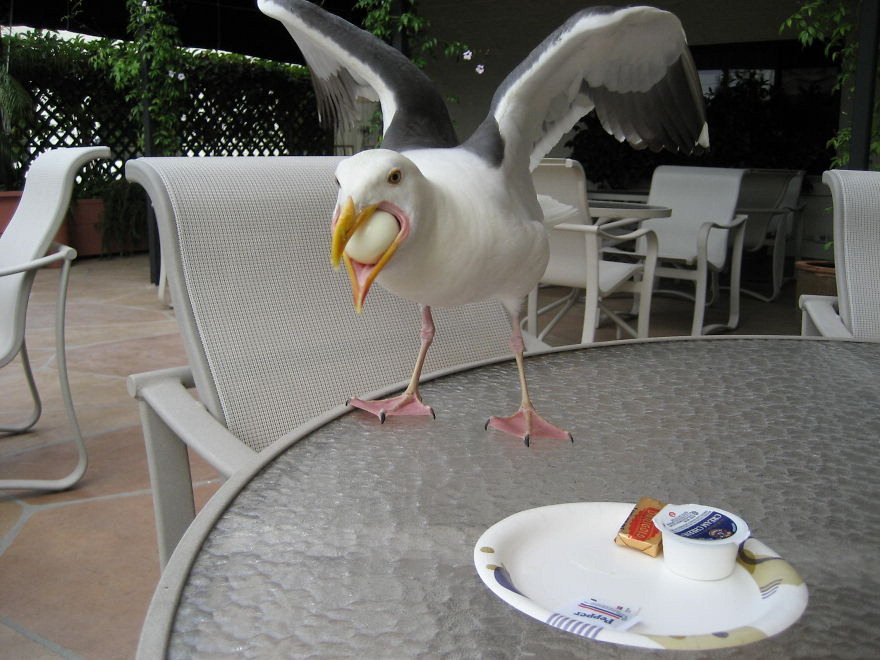 Illusioni e false prospettive: quando la foto inganna