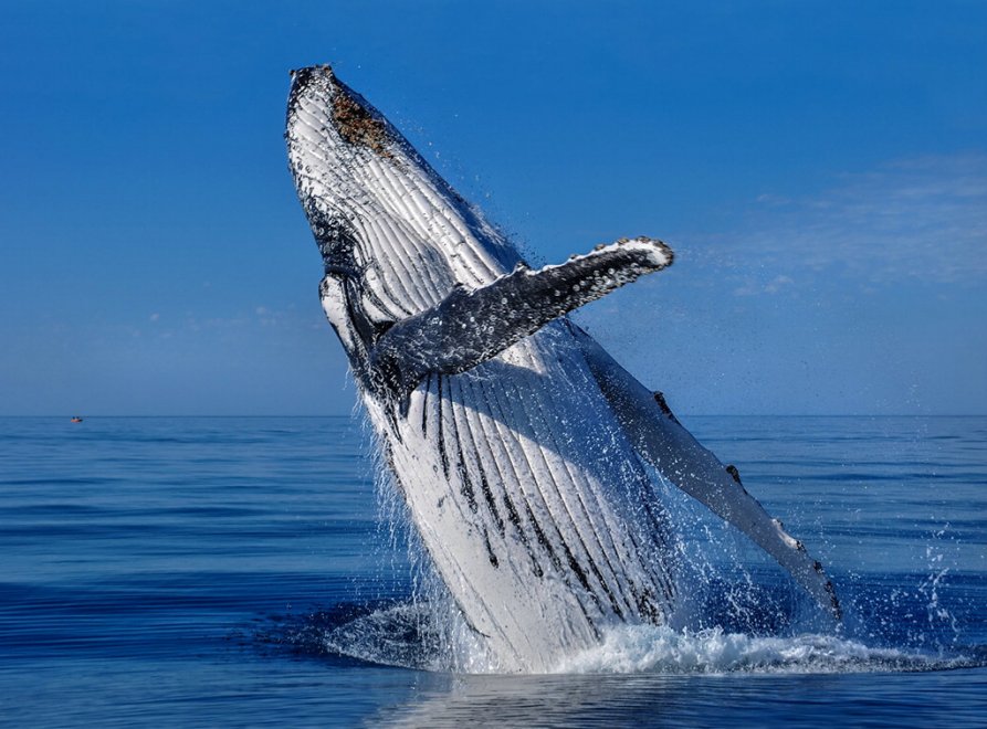 Natura selvaggia, le foto premiate dal Nature Conservancy Australia