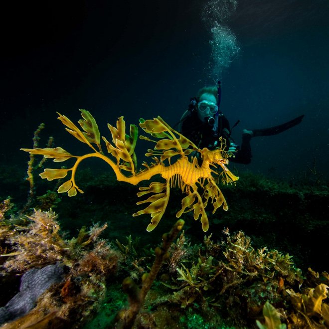 Natura selvaggia, le foto premiate dal Nature Conservancy Australia